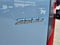 2025 Mercedes-Benz Sprinter 2500 Standard Roof I4 Diesel HO 144 RWD